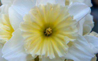 Narcissus Ice Follies