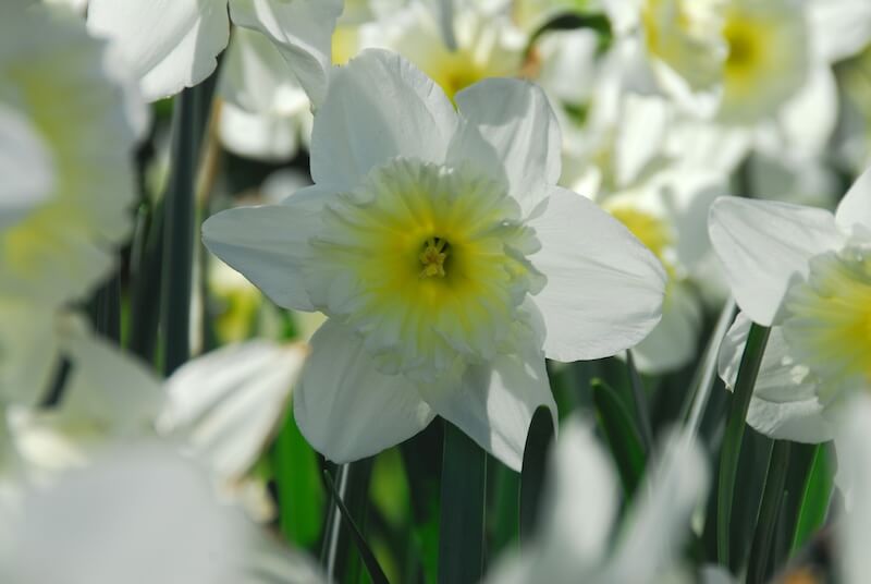 Narcissus Ice Follies