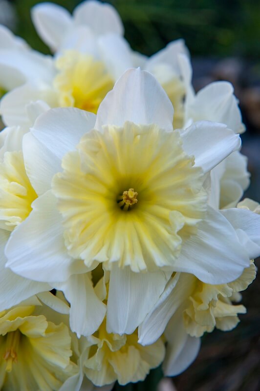 Narcissus Ice Follies