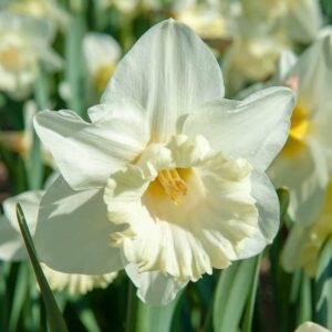 Narcissus Mount Hood