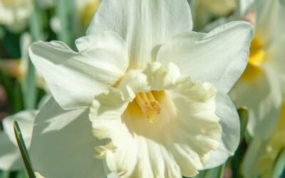 Narcissus Mount Hood