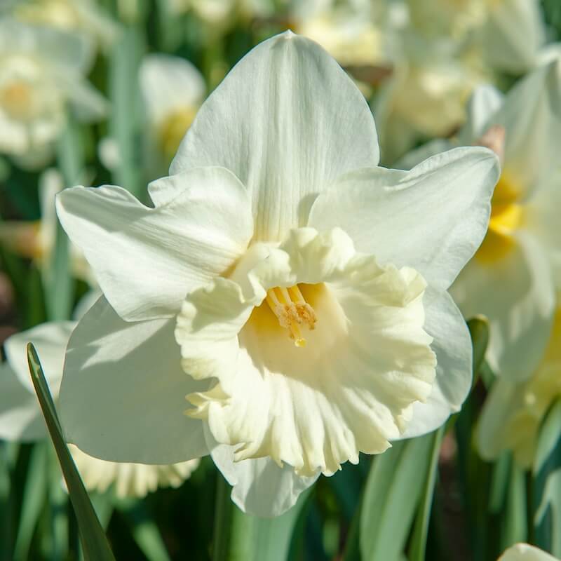 Narcissus Mount Hood