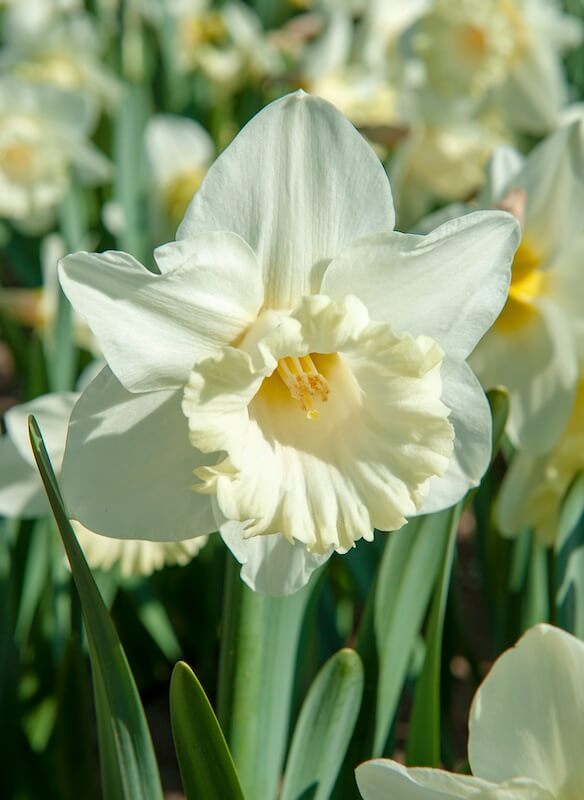 Narcissus Mount Hood