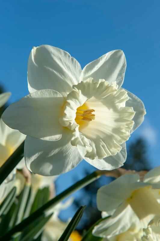 Narcissus Mount Hood