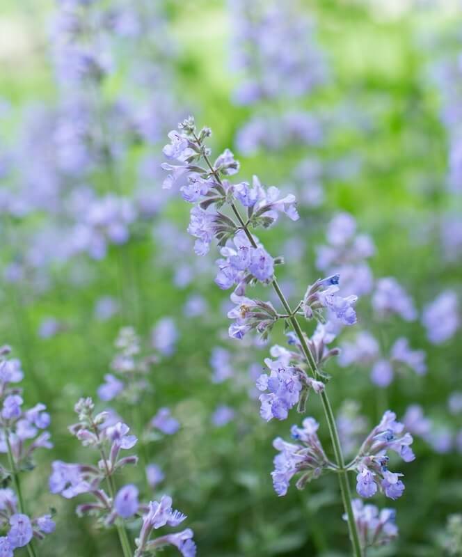 Nepeta Flowers