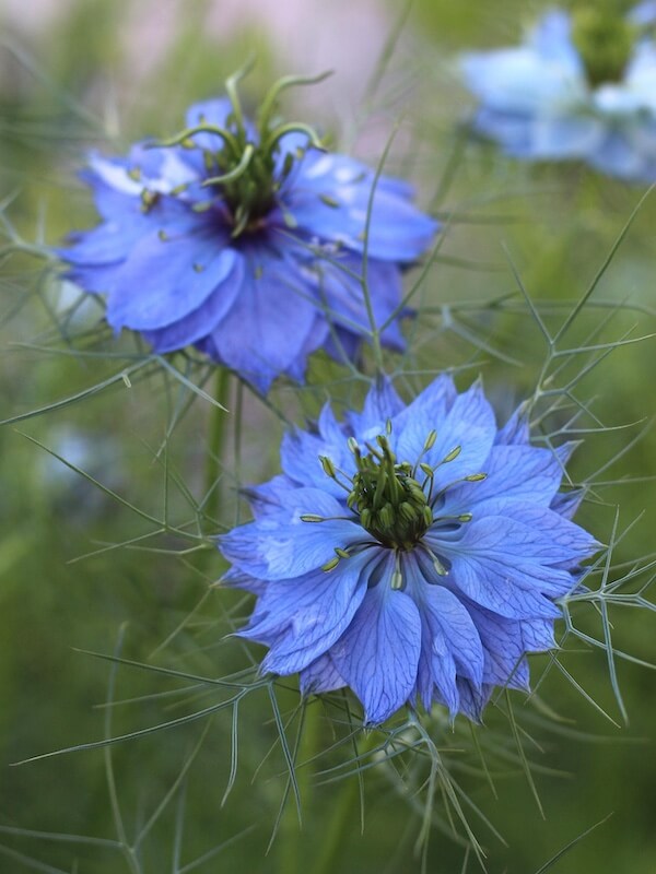 Nigella damascena Miss Jekyll (Love-in-a-mist) Blue Flowers