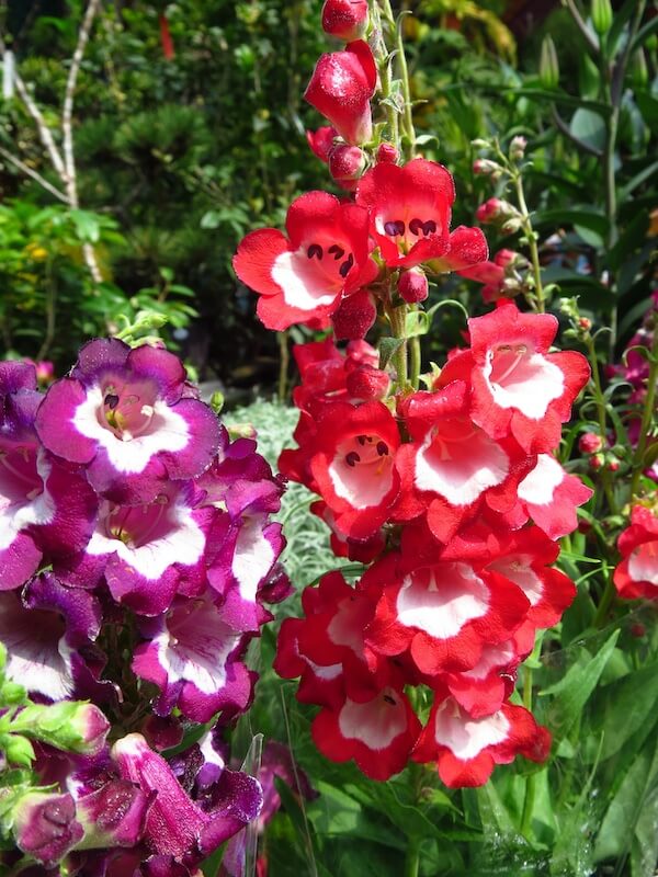 Penstemon – Long-Flowering Spikes for Summer and Autumn Colour
