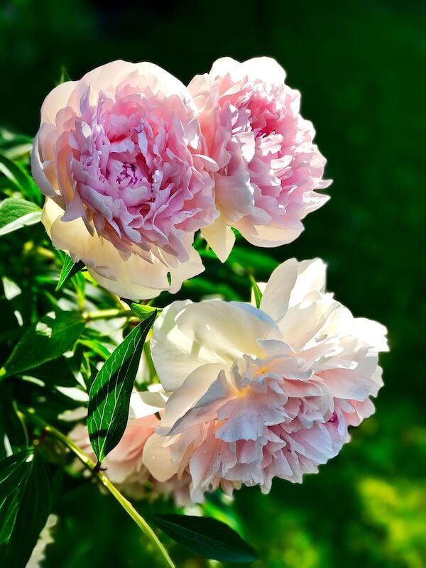 Peonies – Large Spring Flowers with Incredible Presence