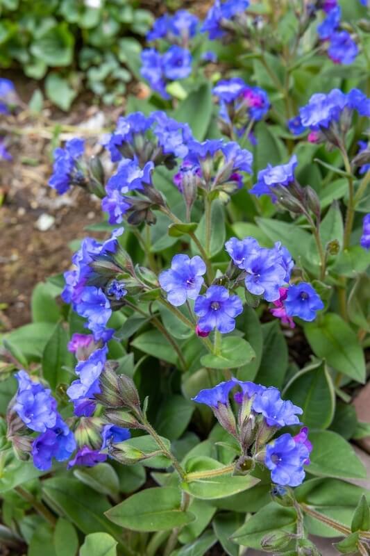 Pulmonaria Blue Ensign Flowering Blue