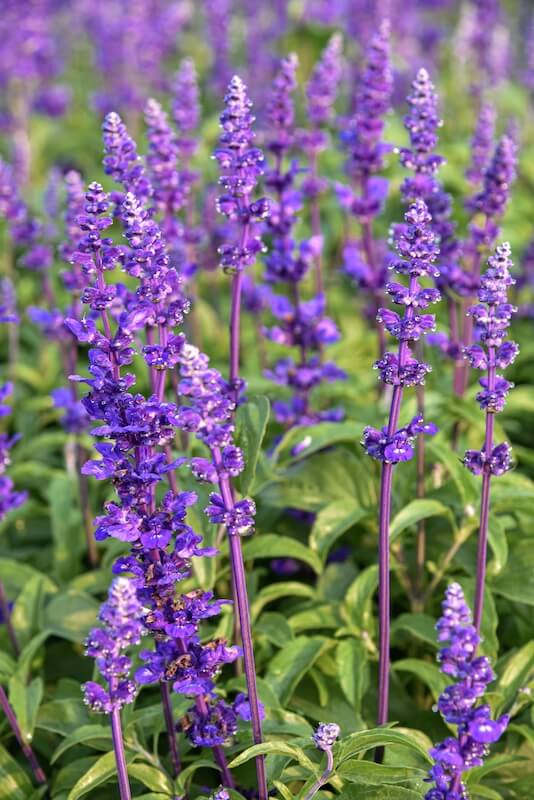 Salvia – Reliable Colour Through the Summer
