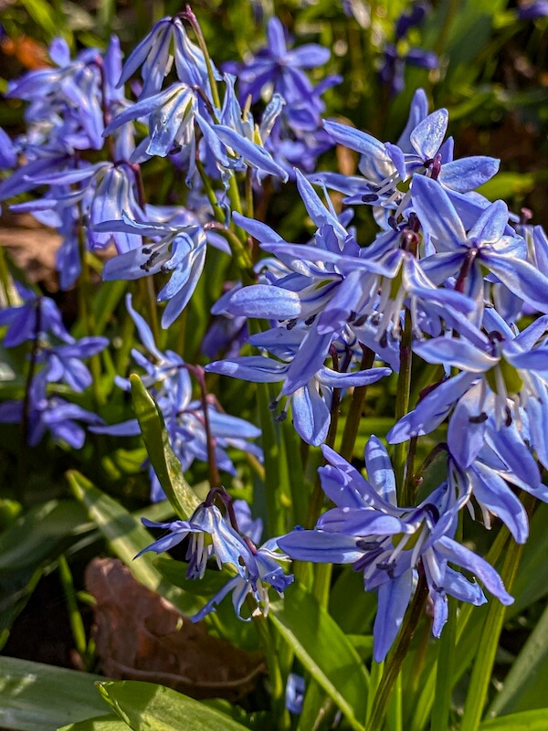 Scilla siberica Blue Flowers