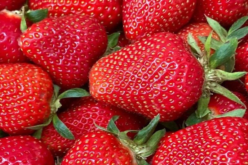 Strawberry Finesse Ripe Harvested Fruit