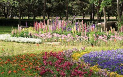 Top 20 Garden Plants for UK Gardens