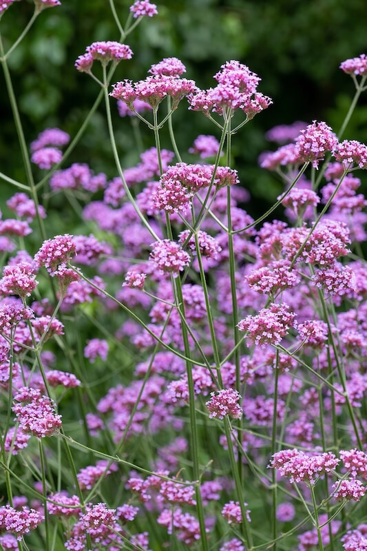 Verbena bonariensis – Tall, Airy Flowers That Add Lightness to Borders