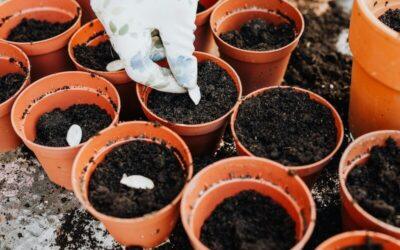 What to Sow in April