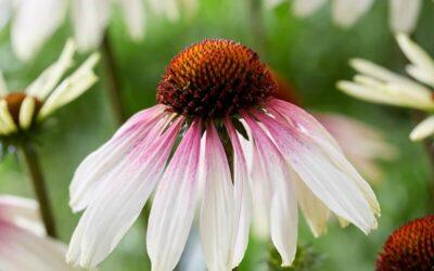 Echinacea Pretty Parasols
