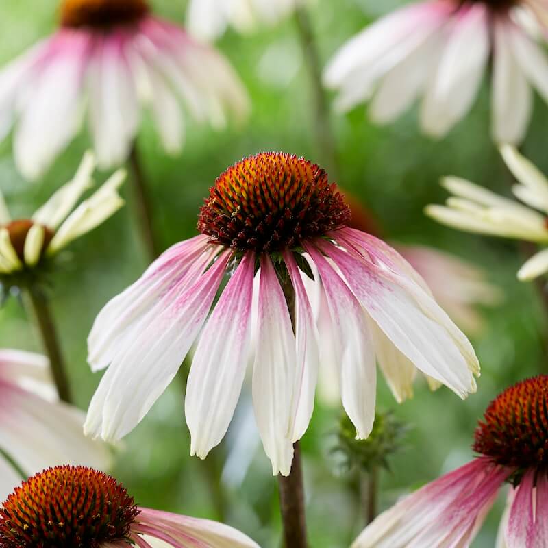 Echniacea Pretty Parasols