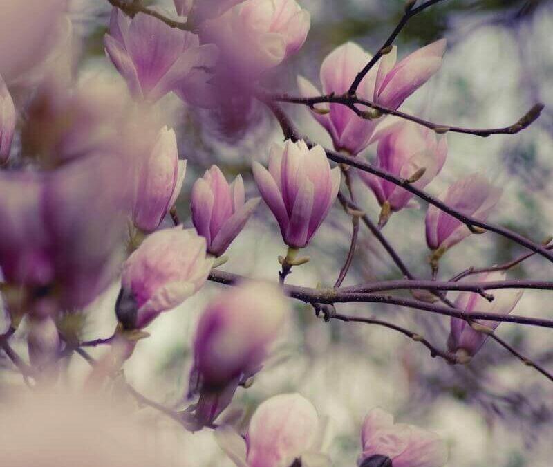 Magnolia soulangiana Garden in April