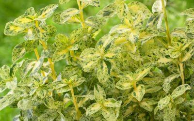 Euonymus Golden Harlequin
