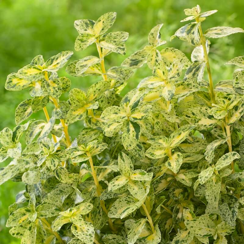 Euonymus Golden Harlequin