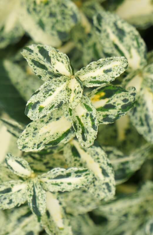 Euonymus Golden Harlequin