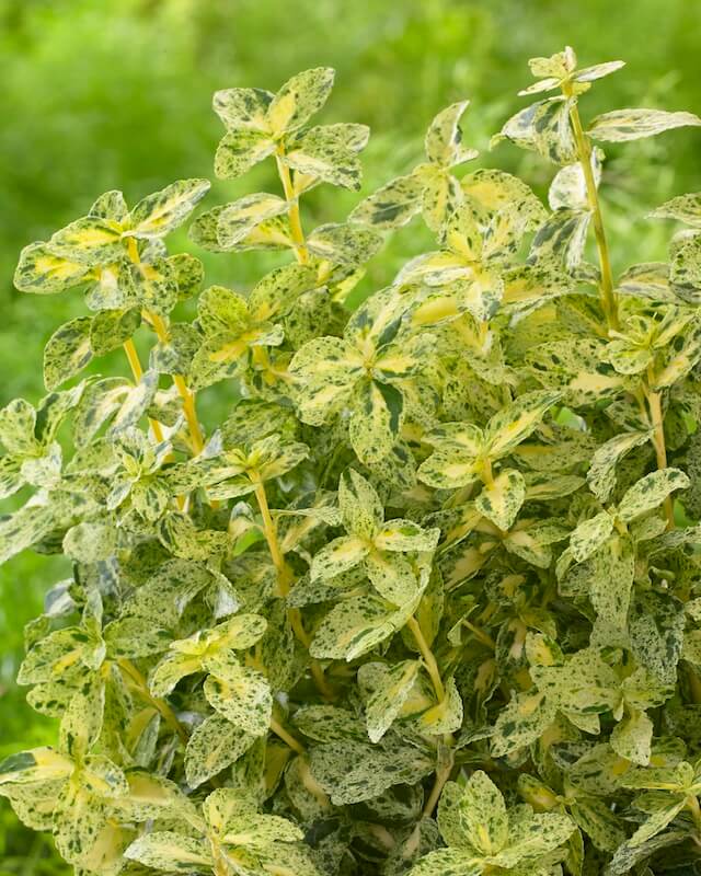 Euonymus Golden Harlequin