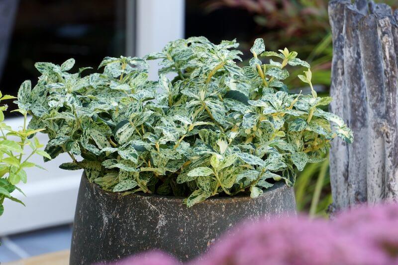 Euonymus Golden Harlequin